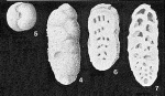 Matanzia bermudezi Palmer, 1936