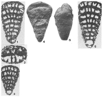 Vercorsella arenata Arnaud-Vanneau, 1980