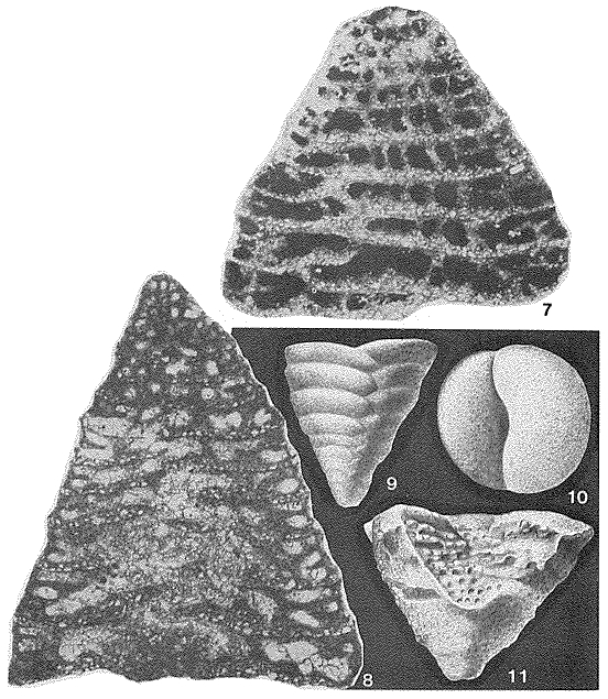 Pseudotextulariella cretosa (Cushman, 1932) Pseudotextulariella cretosa (Cushman, 1932)