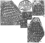 Sabaudia minuta (Hofker, 1965)