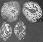 Andamookia davenportensis Ludbrook, 1966