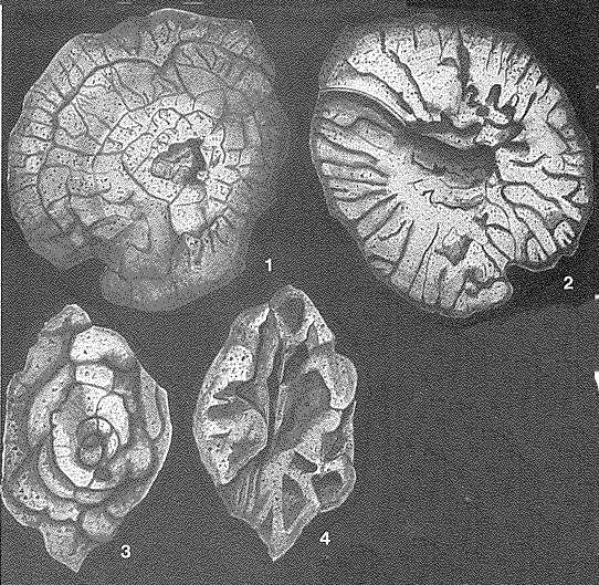 Andamookia davenportensis Ludbrook, 1966 Andamookia davenportensis Ludbrook, 1966
