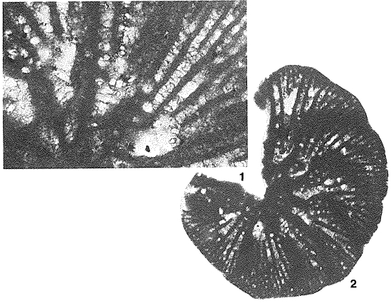 Dictyopsella kiliani Munier-Chalmas in Schlumberger, 1900 Dictyopsella kiliani Munier-Chalmas in Schlumberger, 1900