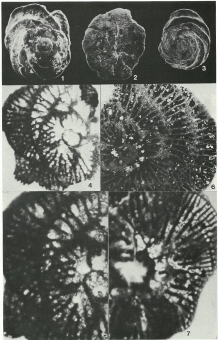 Dictyopselloides cuvillieri (Gendrot, 1968) Dictyopselloides cuvillieri (Gendrot, 1968)