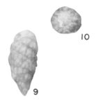 Praekurnubia crusei Redmond, 1964