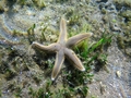 Astropecten spinulosus