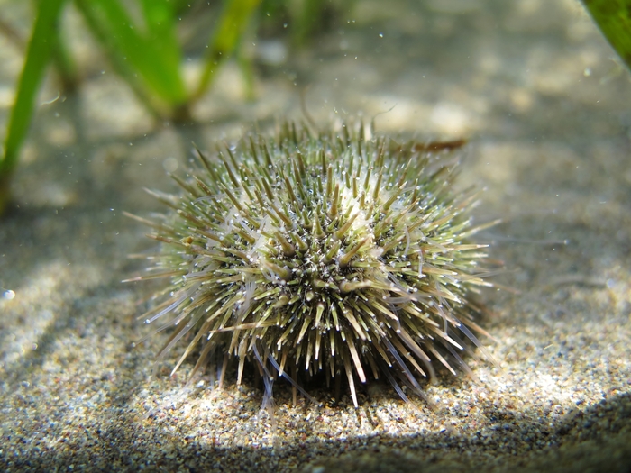 Psammechinus microtuberculatus Psammechinus microtuberculatus