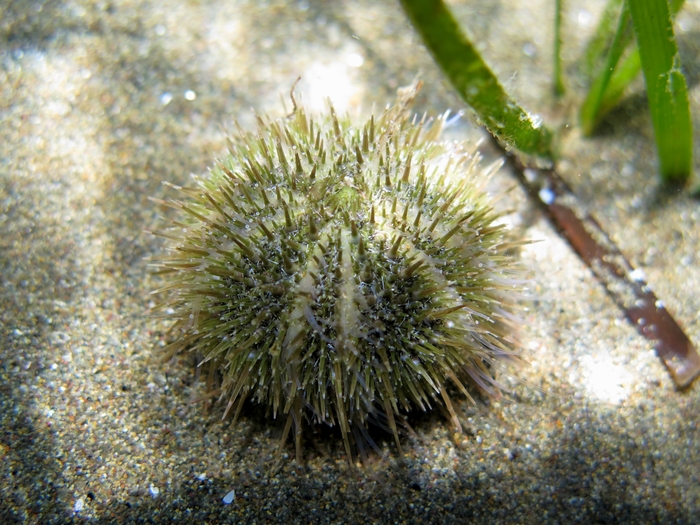 Psammechinus microtuberculatus Psammechinus microtuberculatus