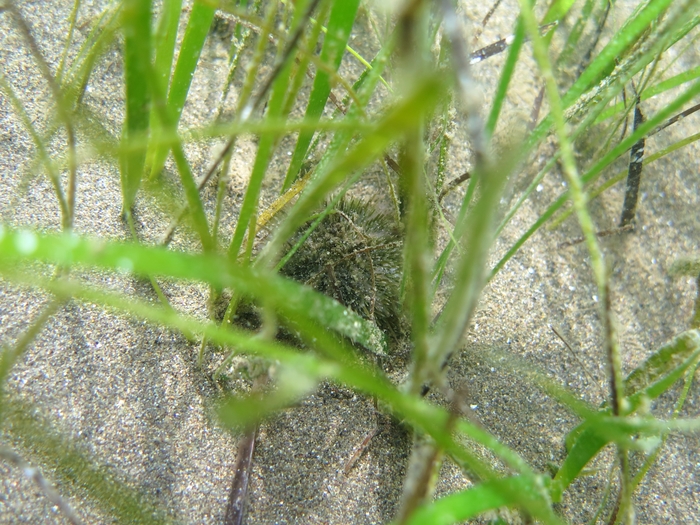 Psammechinus microtuberculatus Psammechinus microtuberculatus