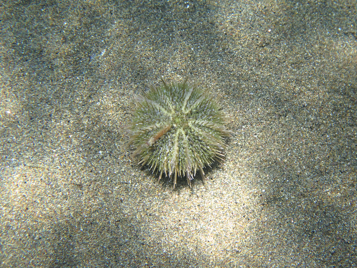 Psammechinus microtuberculatus Psammechinus microtuberculatus