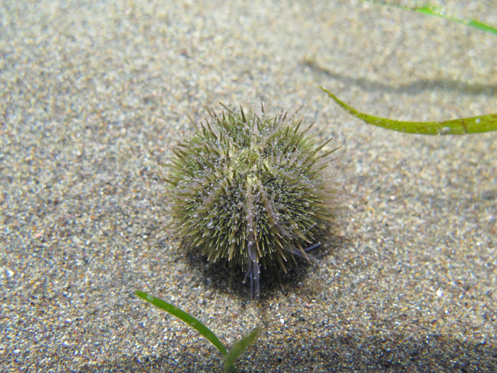 Psammechinus microtuberculatus Psammechinus microtuberculatus