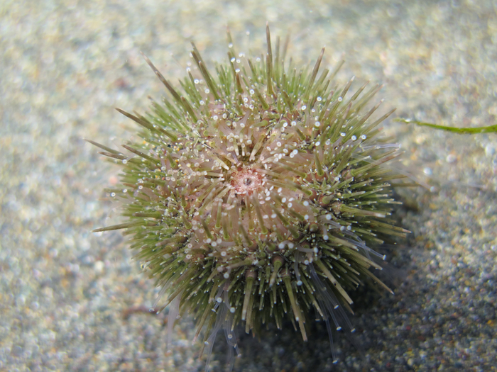 Psammechinus microtuberculatus Psammechinus microtuberculatus