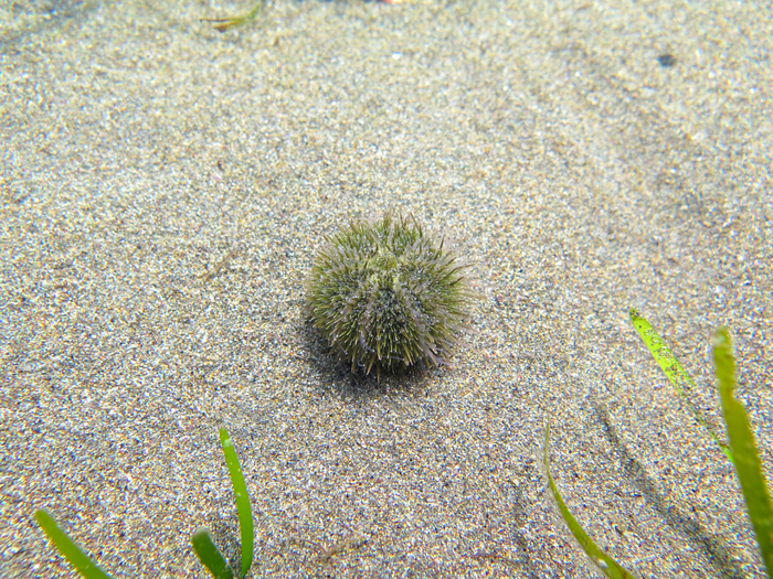 Psammechinus microtuberculatus Psammechinus microtuberculatus