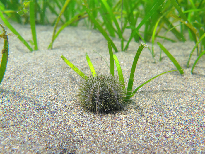 Psammechinus microtuberculatus Psammechinus microtuberculatus