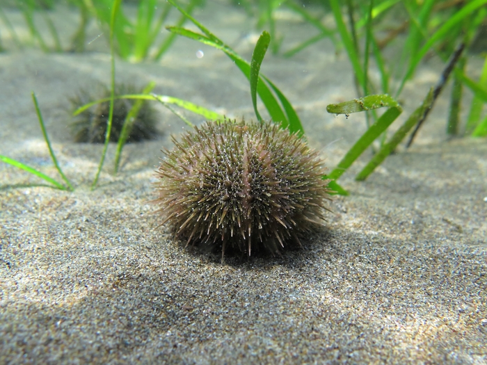 Psammechinus microtuberculatus Psammechinus microtuberculatus
