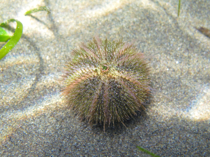 Psammechinus microtuberculatus Psammechinus microtuberculatus