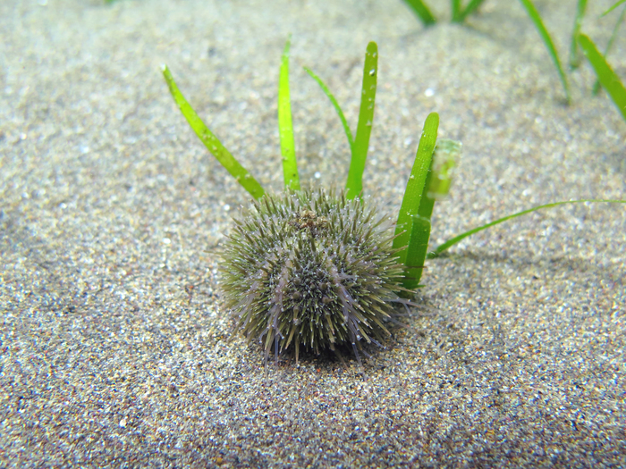 Psammechinus microtuberculatus Psammechinus microtuberculatus