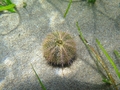 Psammechinus microtuberculatus