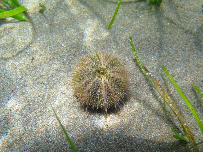 Psammechinus microtuberculatus Psammechinus microtuberculatus