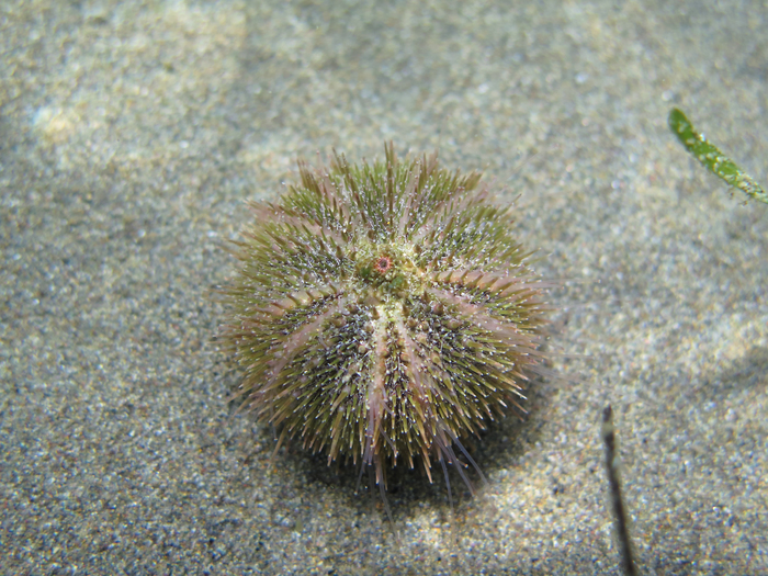 Psammechinus microtuberculatus Psammechinus microtuberculatus