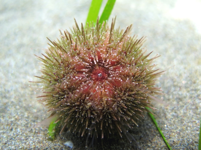 Psammechinus microtuberculatus Psammechinus microtuberculatus