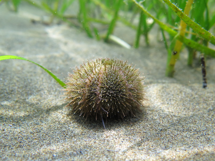Psammechinus microtuberculatus Psammechinus microtuberculatus