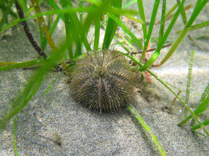 Psammechinus microtuberculatus Psammechinus microtuberculatus
