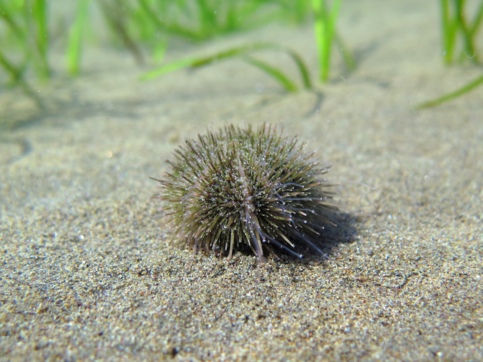 Psammechinus microtuberculatus Psammechinus microtuberculatus