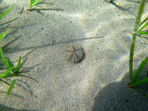 Psammechinus microtuberculatus Psammechinus microtuberculatus