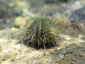 Psammechinus microtuberculatus