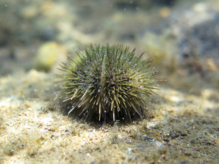 Psammechinus microtuberculatus Psammechinus microtuberculatus