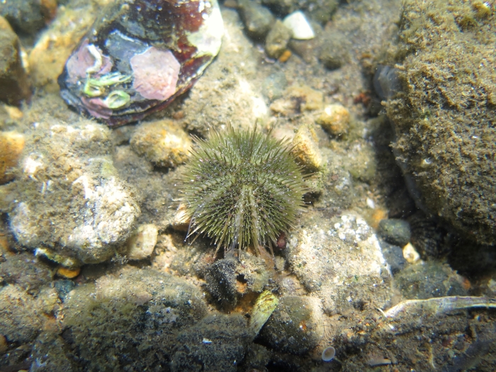 Psammechinus microtuberculatus Psammechinus microtuberculatus