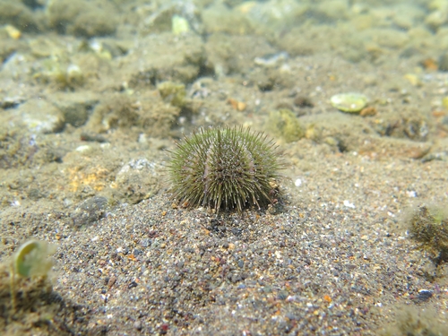 Psammechinus microtuberculatus