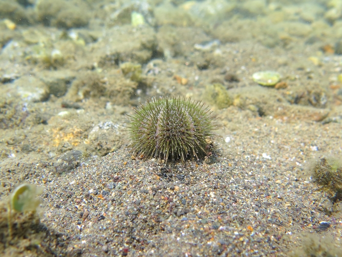 Psammechinus microtuberculatus Psammechinus microtuberculatus