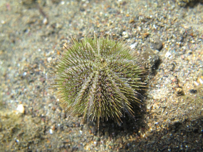 Psammechinus microtuberculatus Psammechinus microtuberculatus