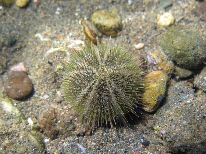 Psammechinus microtuberculatus Psammechinus microtuberculatus