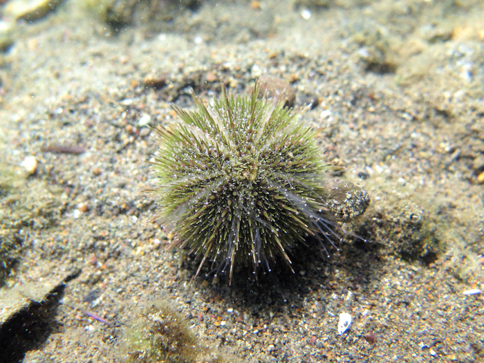 Psammechinus microtuberculatus Psammechinus microtuberculatus