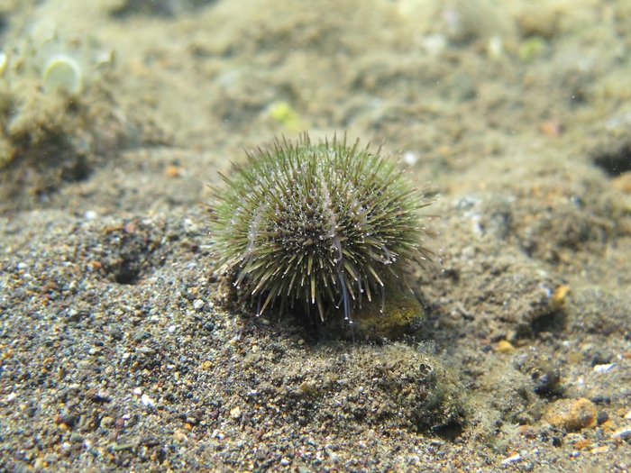 Psammechinus microtuberculatus Psammechinus microtuberculatus
