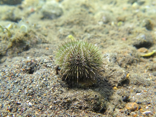 Psammechinus microtuberculatus Psammechinus microtuberculatus