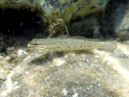 Gobius bucchichi