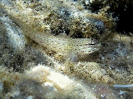 Gobius bucchichi