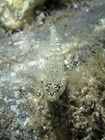 Gobius bucchichi