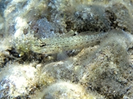 Gobius bucchichi