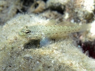 Gobius bucchichi