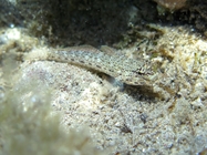 Gobius bucchichi