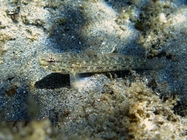 Gobius bucchichi