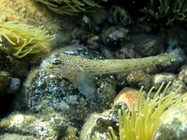 Gobius bucchichi