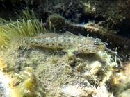 Gobius bucchichi