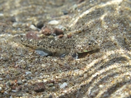 Pomatoschistus marmoratus