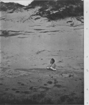 Massart, J. (1913). La cinquantième herborisation générale de la Société royale de Botanique de Belgique sur le littoral belge Bull. Soc. Roy. Bot. Belg. 51(2ième sér.)(1 (Vol. jubilaire)): 69-185, 41 plates